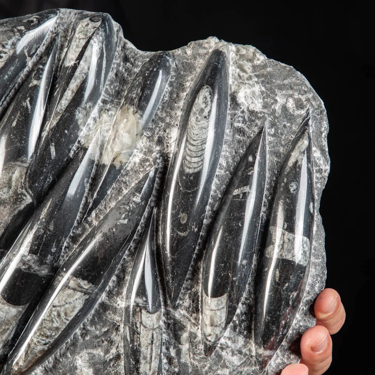 Lastra con Orthoceras Fossili