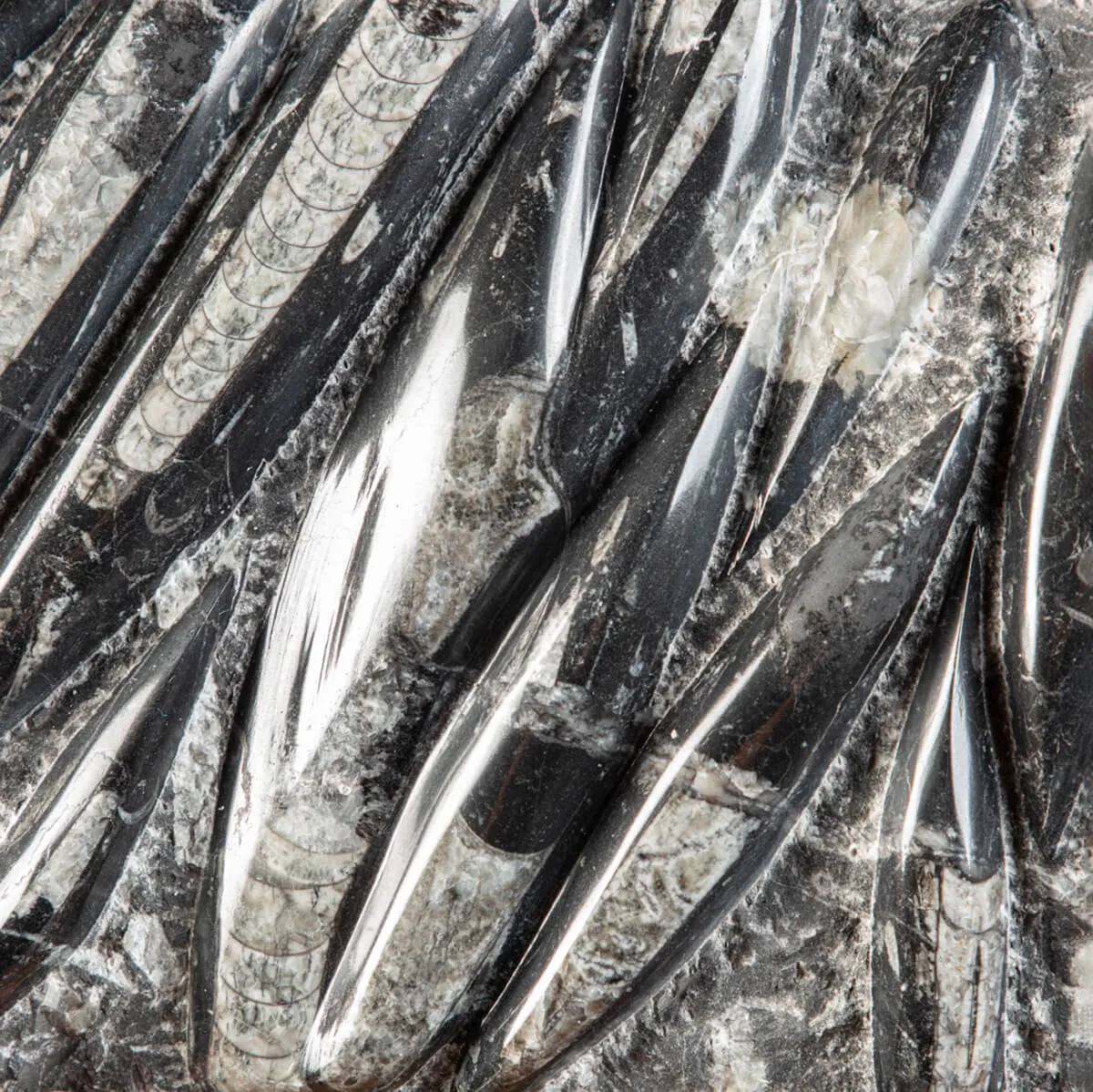 Lastra con Orthoceras Fossili