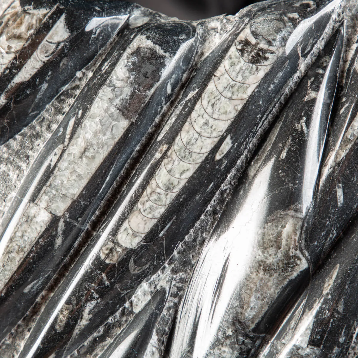 Lastra con Orthoceras Fossili