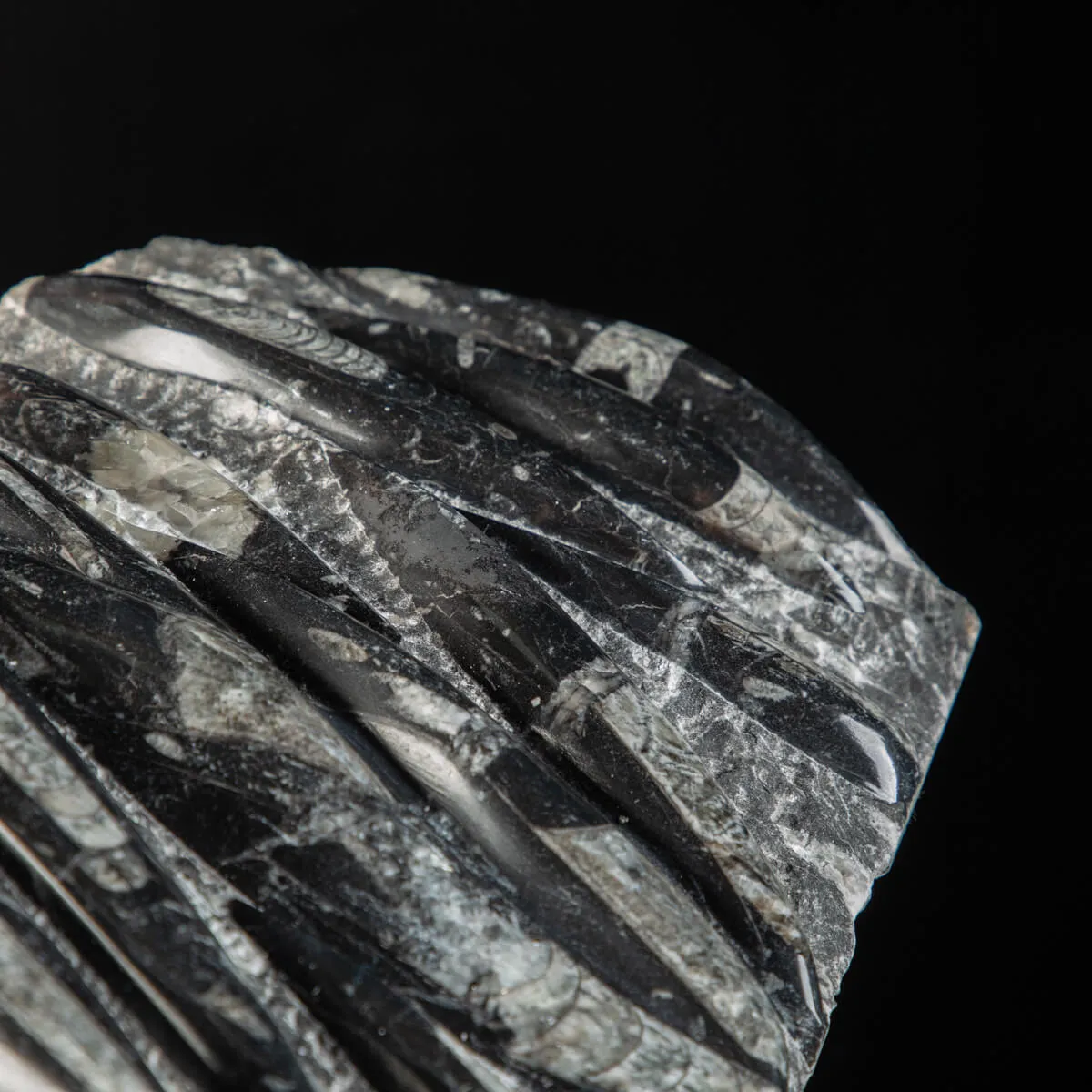 Lastra con Orthoceras Fossili