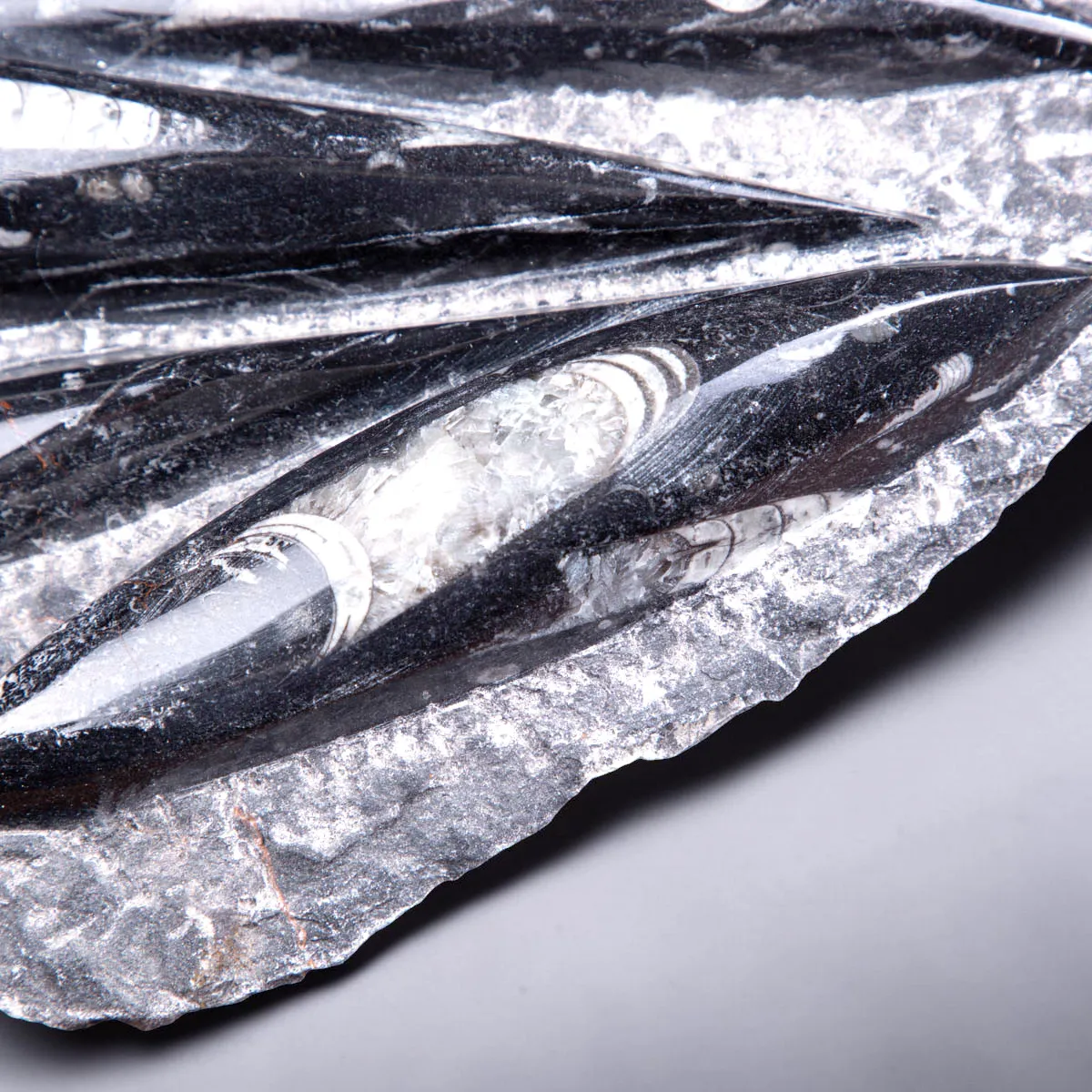 Lastra con fossili di Orthoceras – Ordoviciano, Marocco