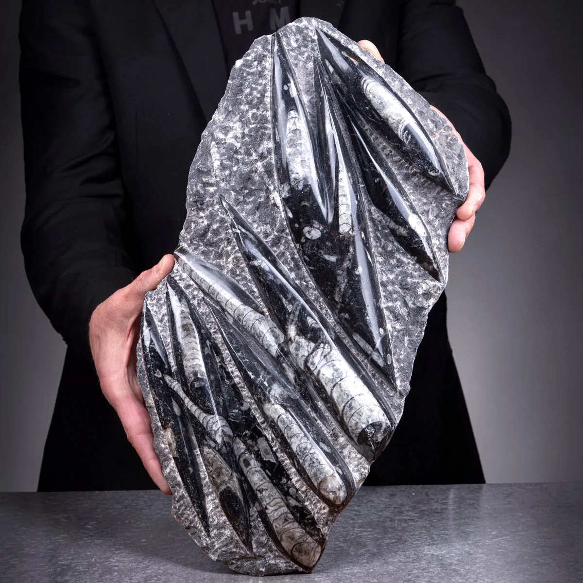 Lastra con fossili di Orthoceras – Ordoviciano, Marocco