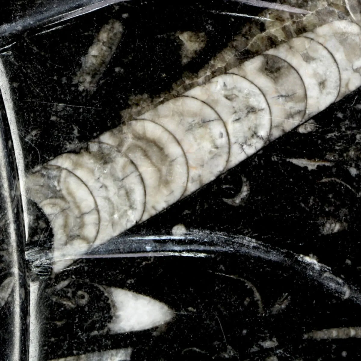 Lavandino Preistorico - Matrice Fossile