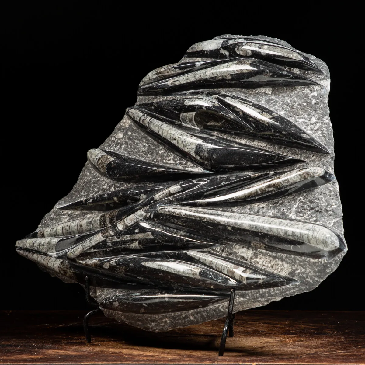 Lastra con Orthoceras Fossili