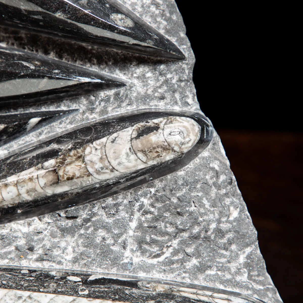 Lastra con Orthoceras Fossili