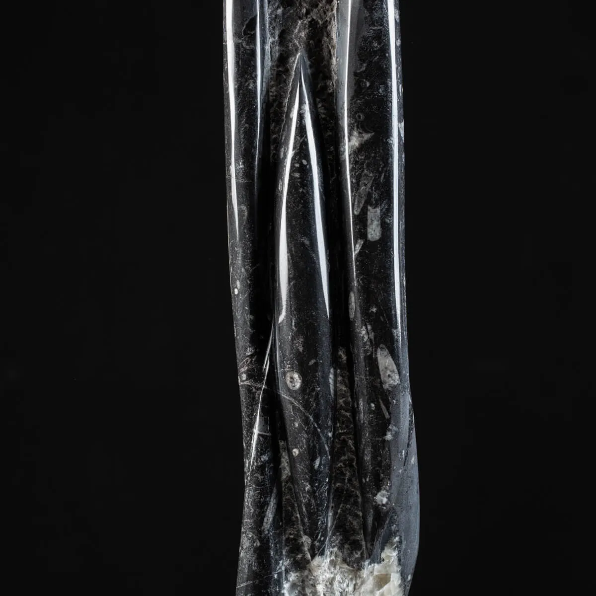 Torre con Orthoceras Fossili