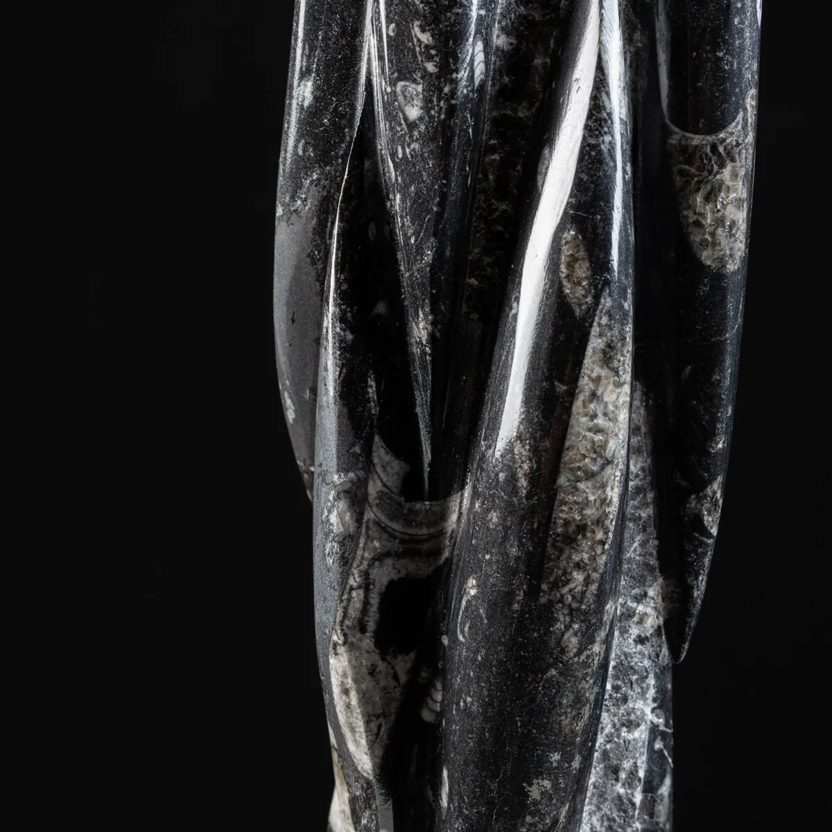 Torre con Orthoceras Fossili