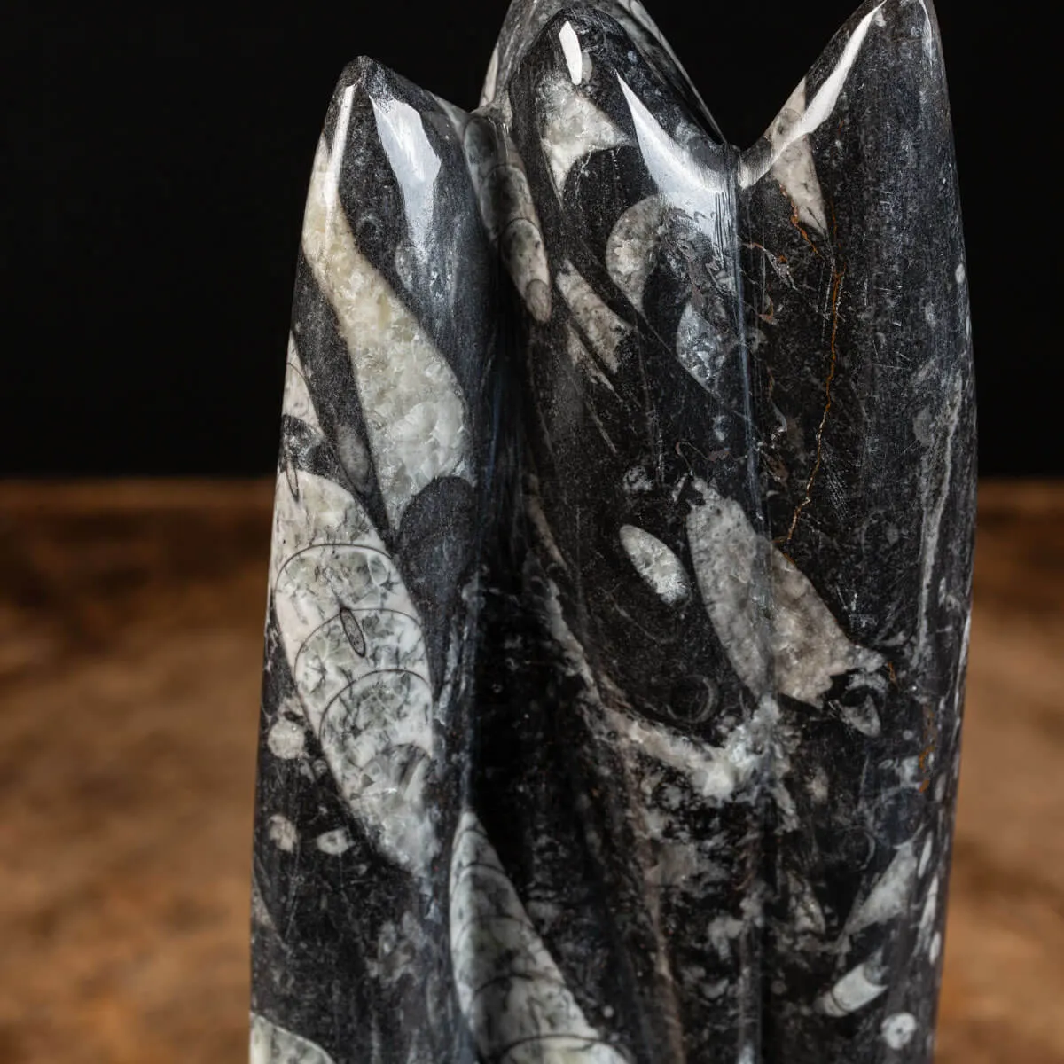 Orthoceras Levigato e Lucidato: Eleganza Preistorica.