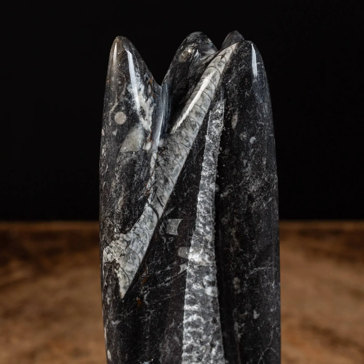 Orthoceras Levigato e Lucidato: Eleganza Preistorica.