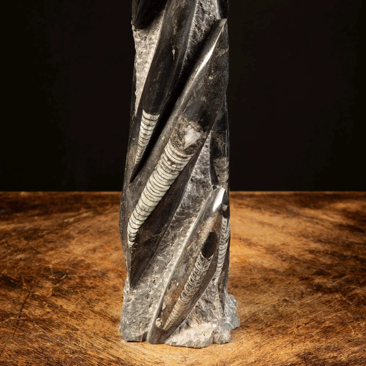 Orthoceras Fossili: Tesori Paleontologici per il Design d'Interni.