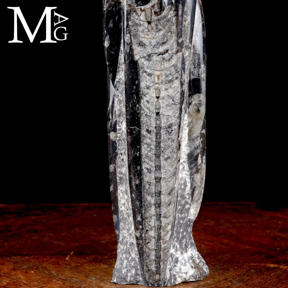 Colonna Fossile in Orthoceras – Il Viaggio del Tempo