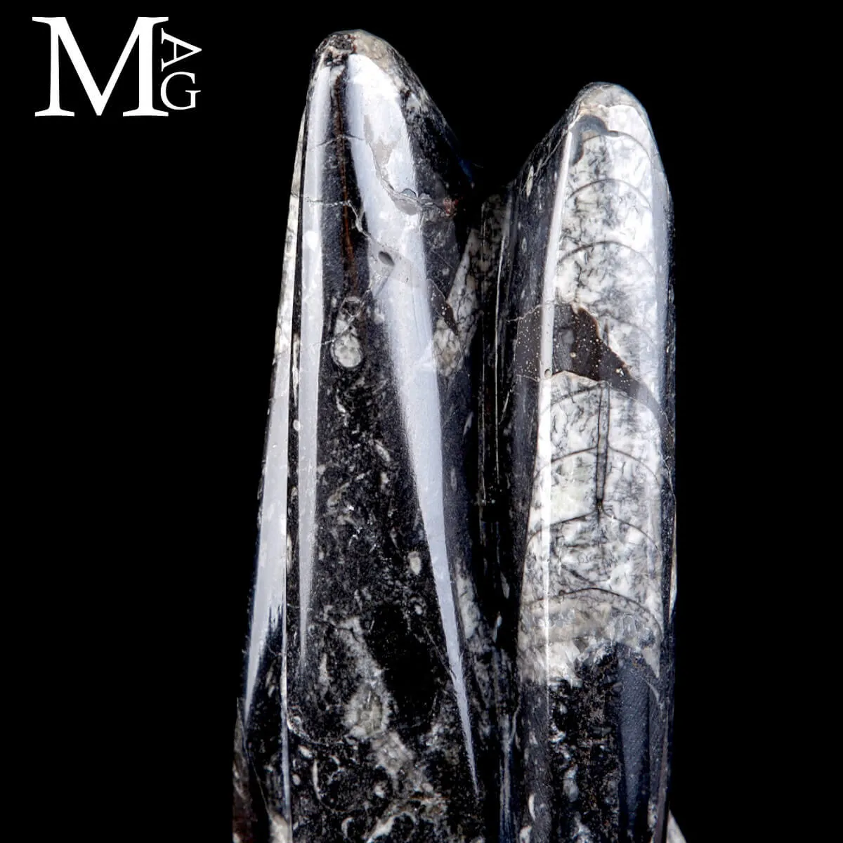 Colonna Fossile in Orthoceras – Il Viaggio del Tempo