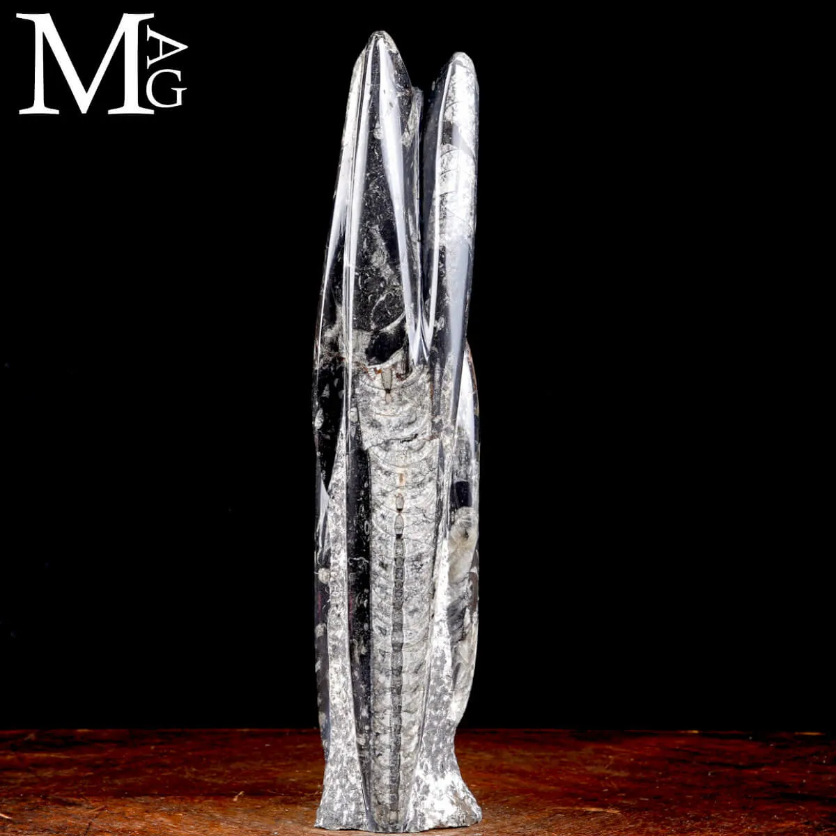 Colonna Fossile in Orthoceras – Il Viaggio del Tempo