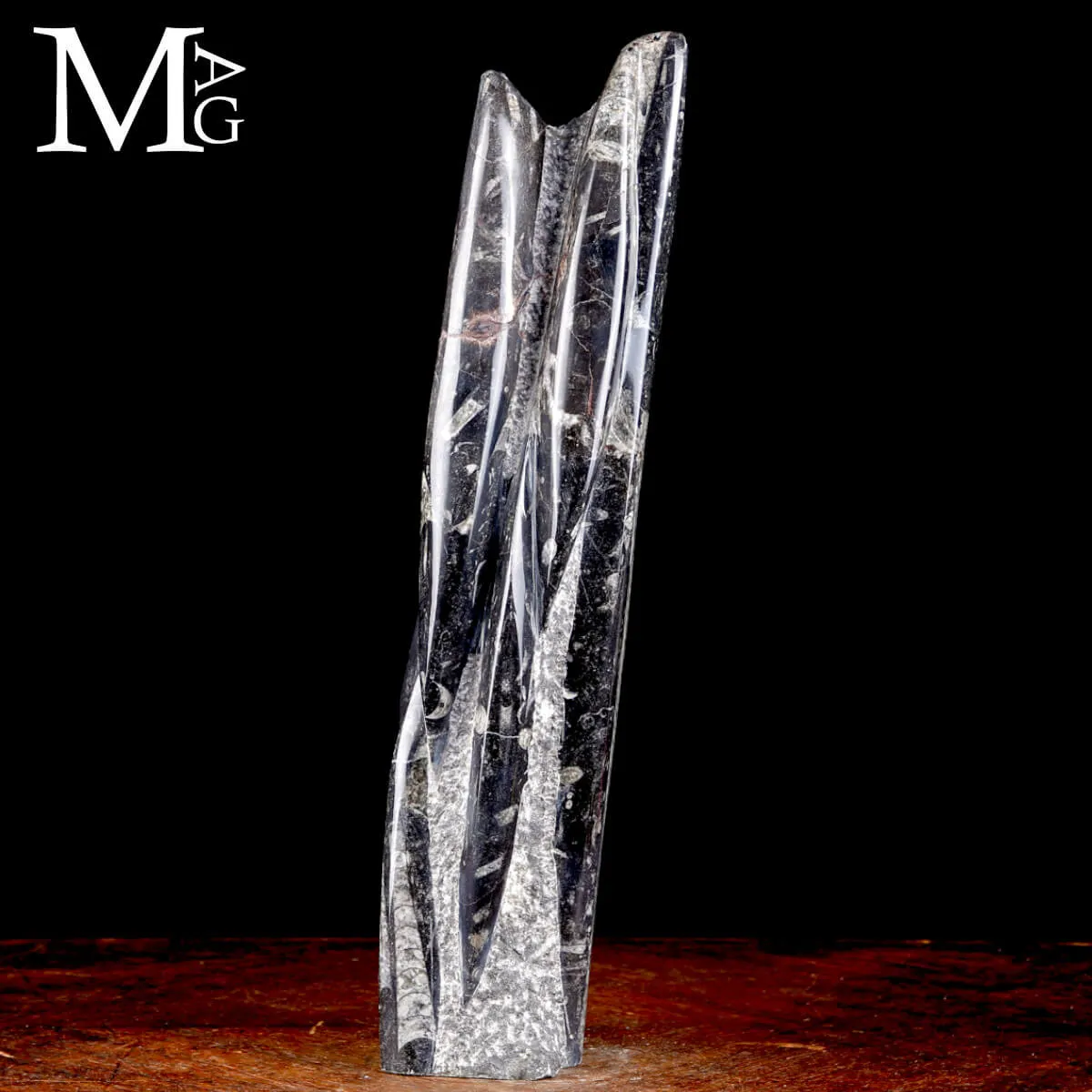 Colonna Fossile in Orthoceras – Il Viaggio del Tempo