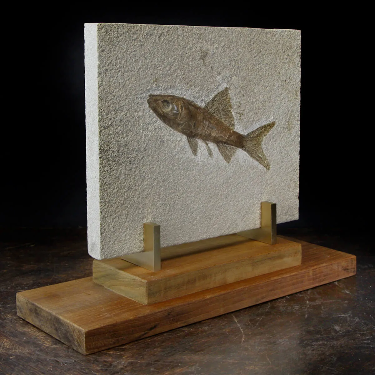 Rhacolepis Buccalis Fossile su base
