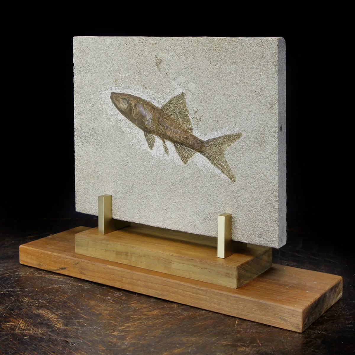 Rhacolepis Buccalis Fossile su base