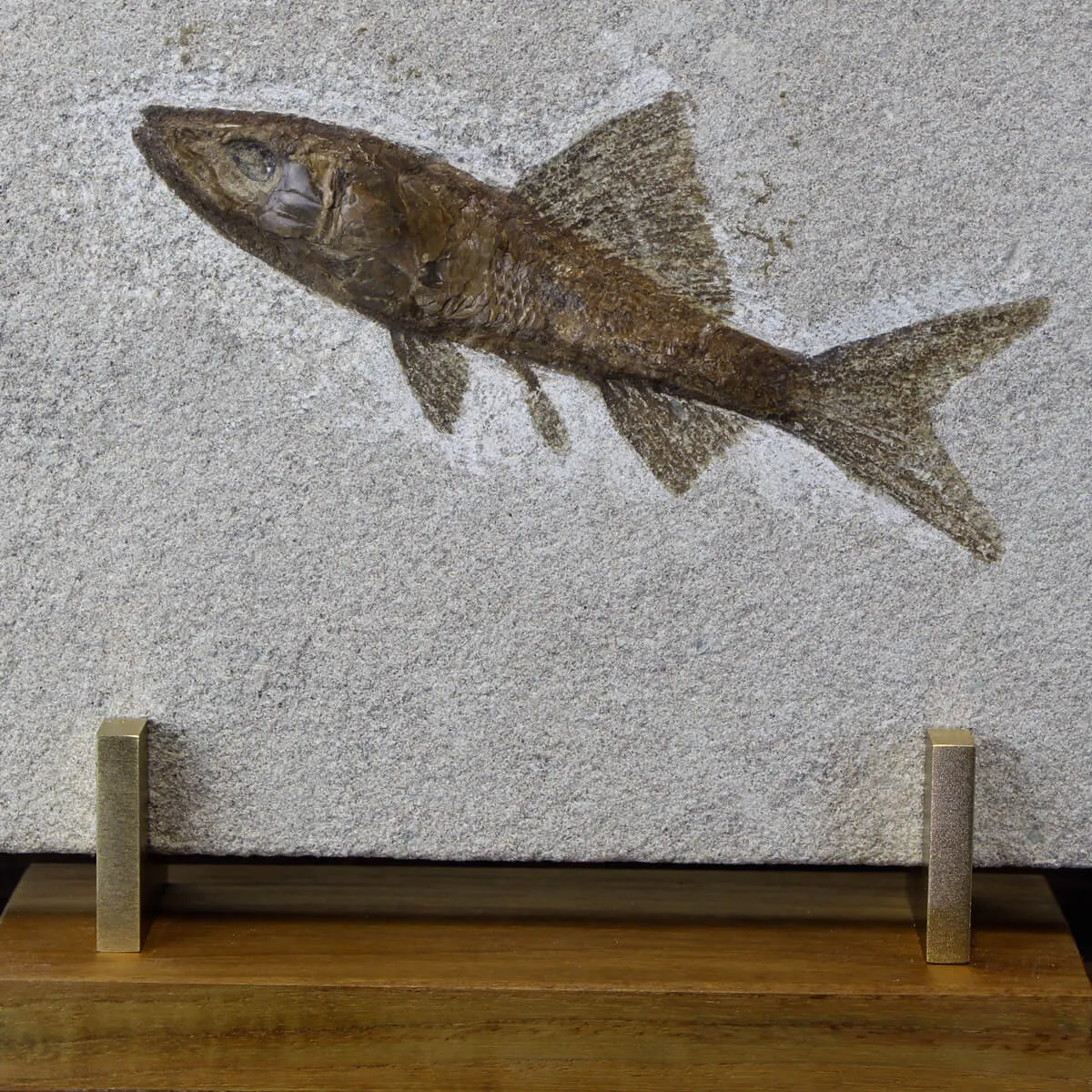 Rhacolepis Buccalis Fossile su base
