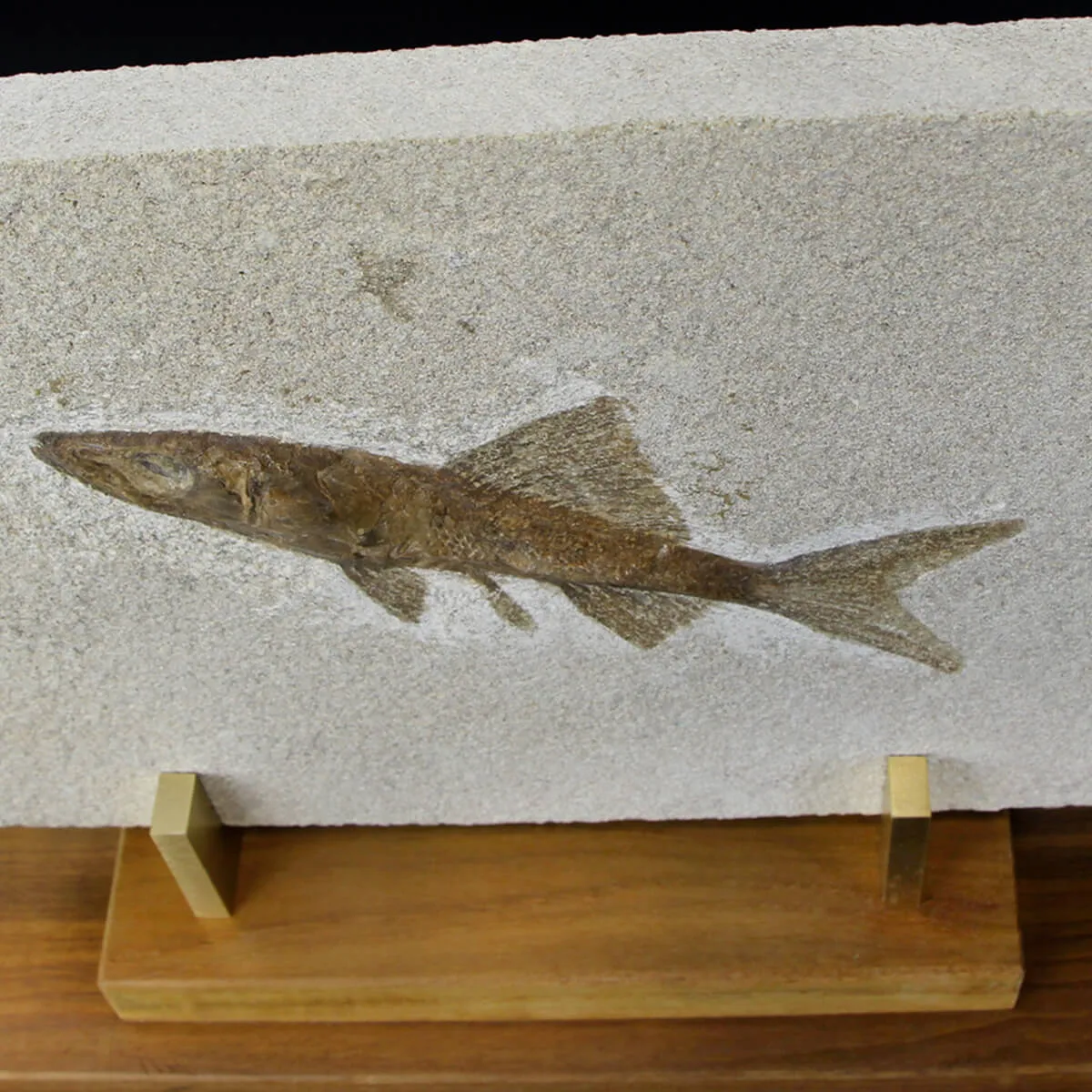 Rhacolepis Buccalis Fossile su base