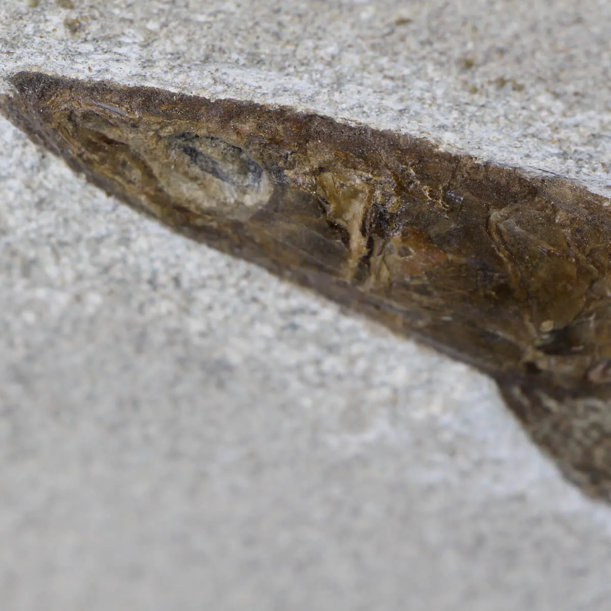 Rhacolepis Buccalis Fossile su base