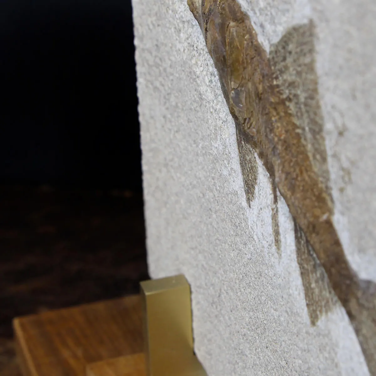 Rhacolepis Buccalis Fossile su base