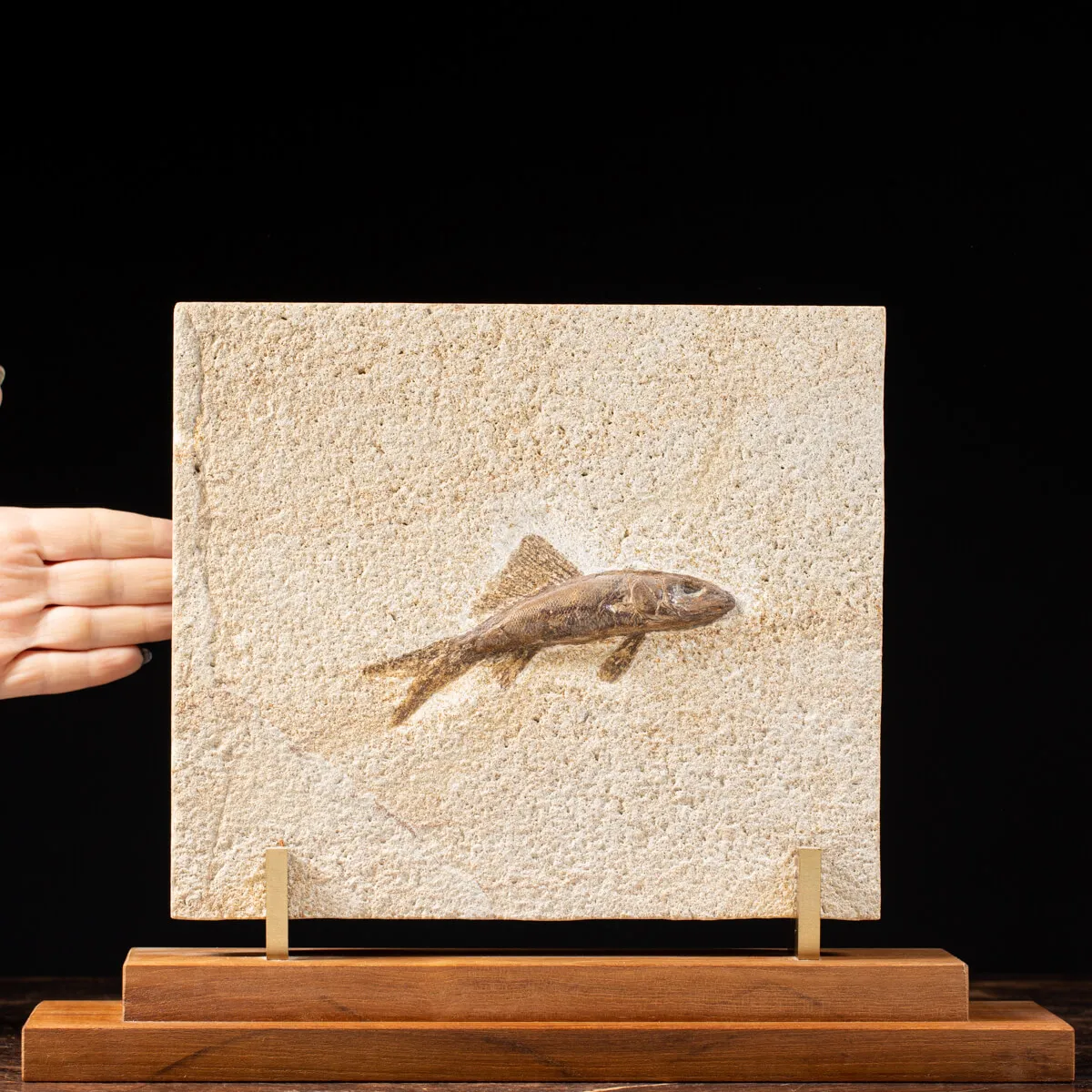 Rhacolepis Buccalis Fossile su base