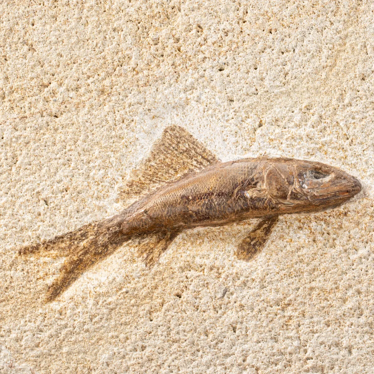 Rhacolepis Buccalis Fossile su base