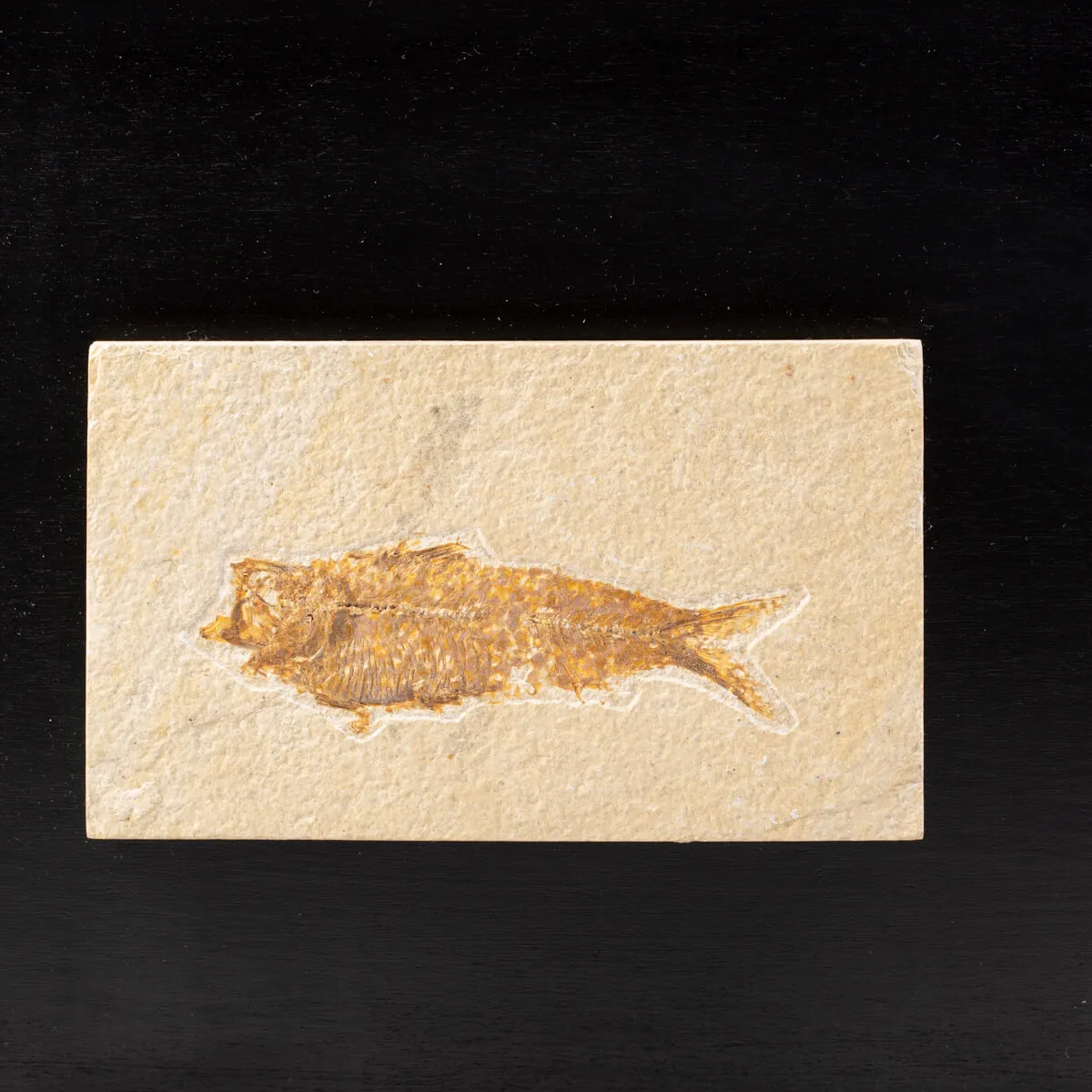 Quadro con Pesci Fossili del Wyoming