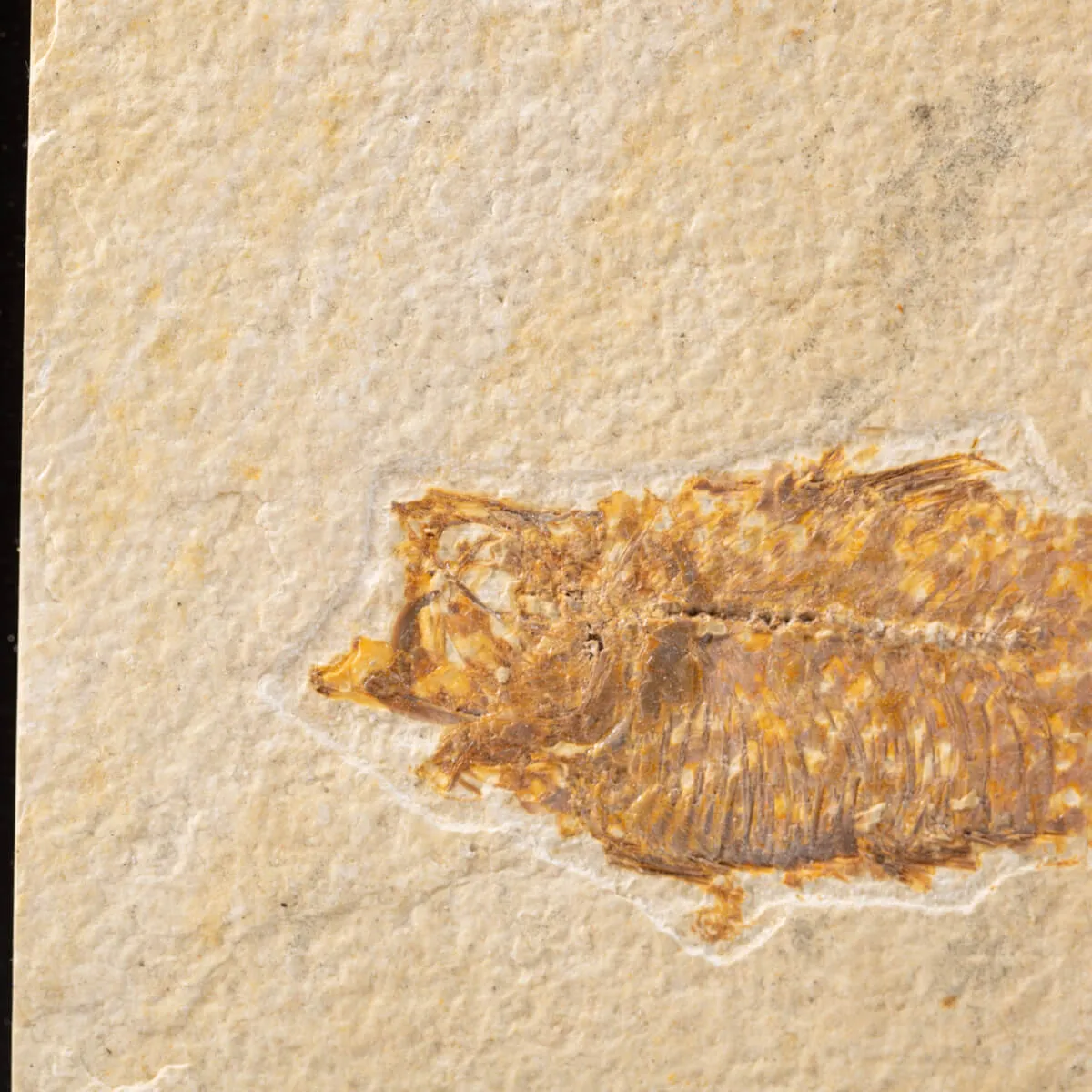 Quadro con Pesci Fossili del Wyoming