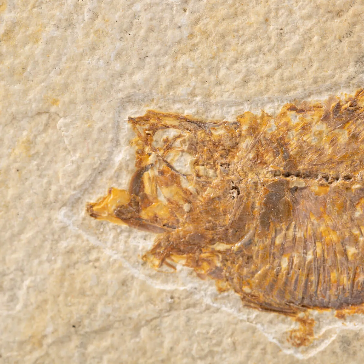 Quadro con Pesci Fossili del Wyoming