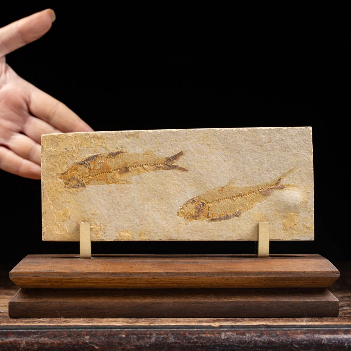 Knightia Fossile su base