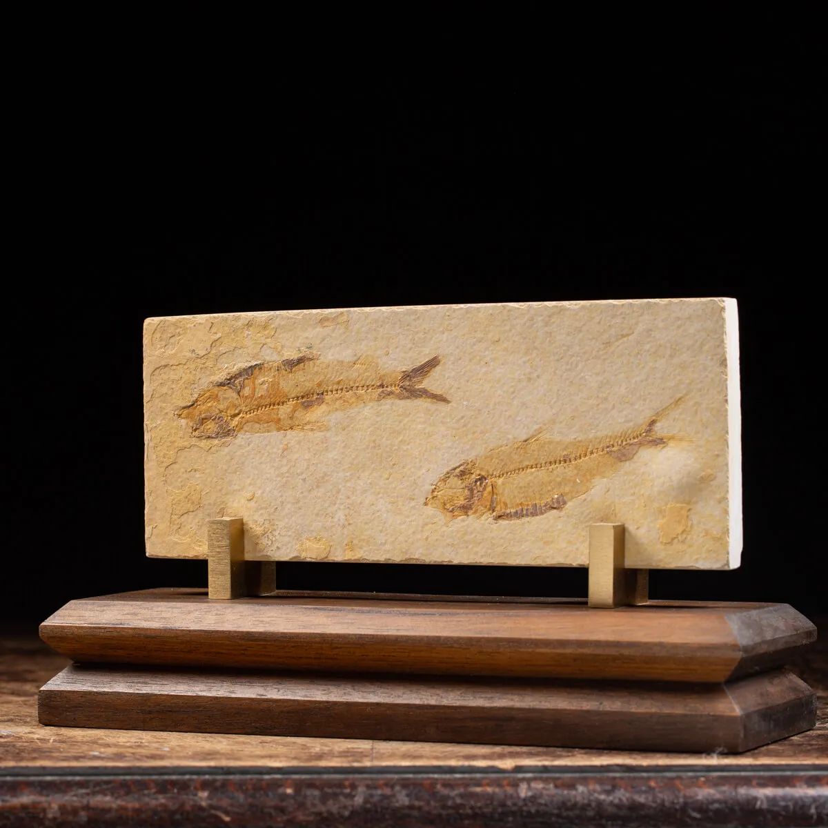 Knightia Fossile su base
