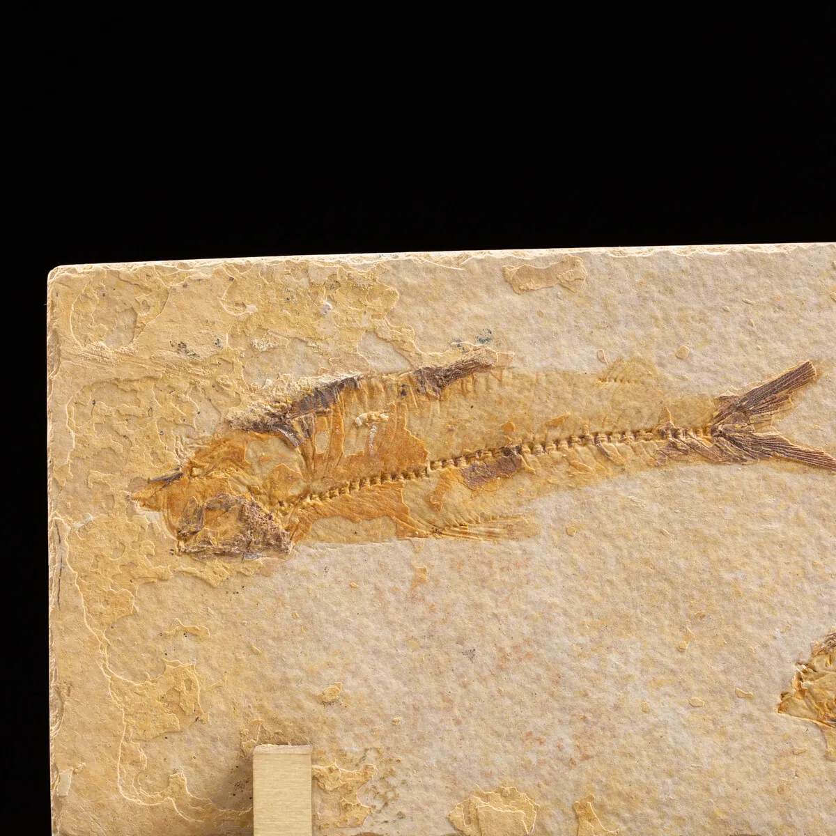 Knightia Fossile su base