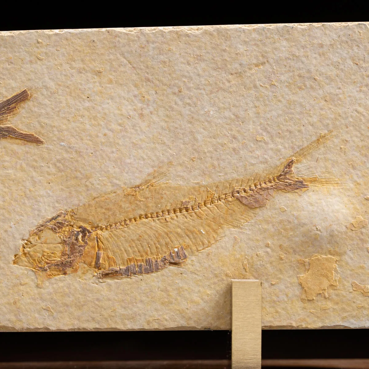 Knightia Fossile su base
