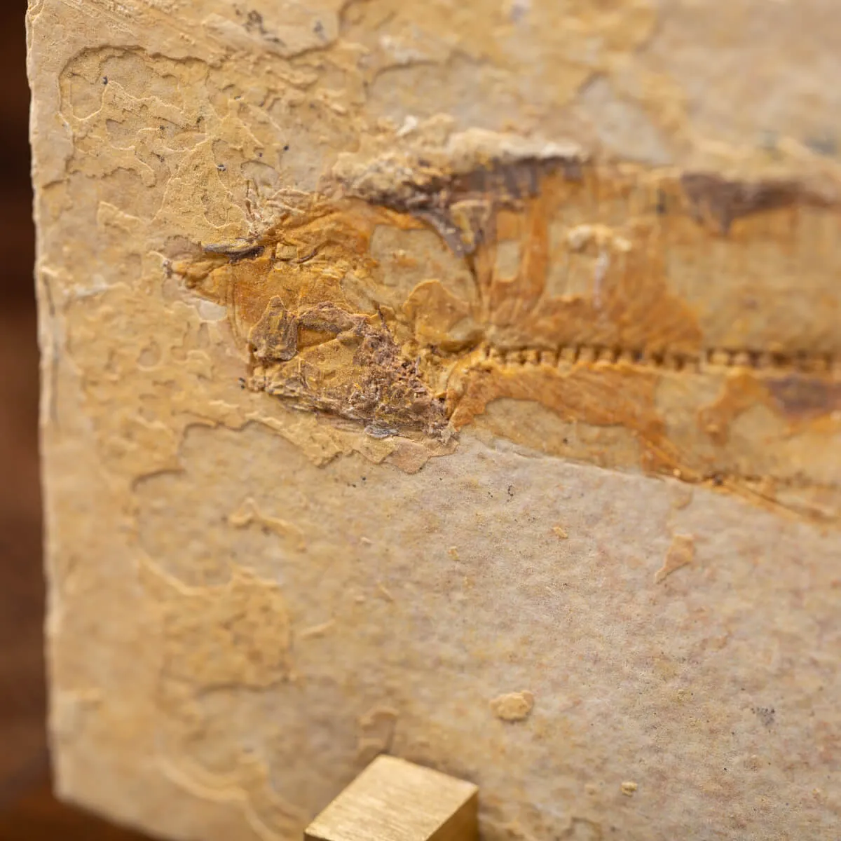 Knightia Fossile su base