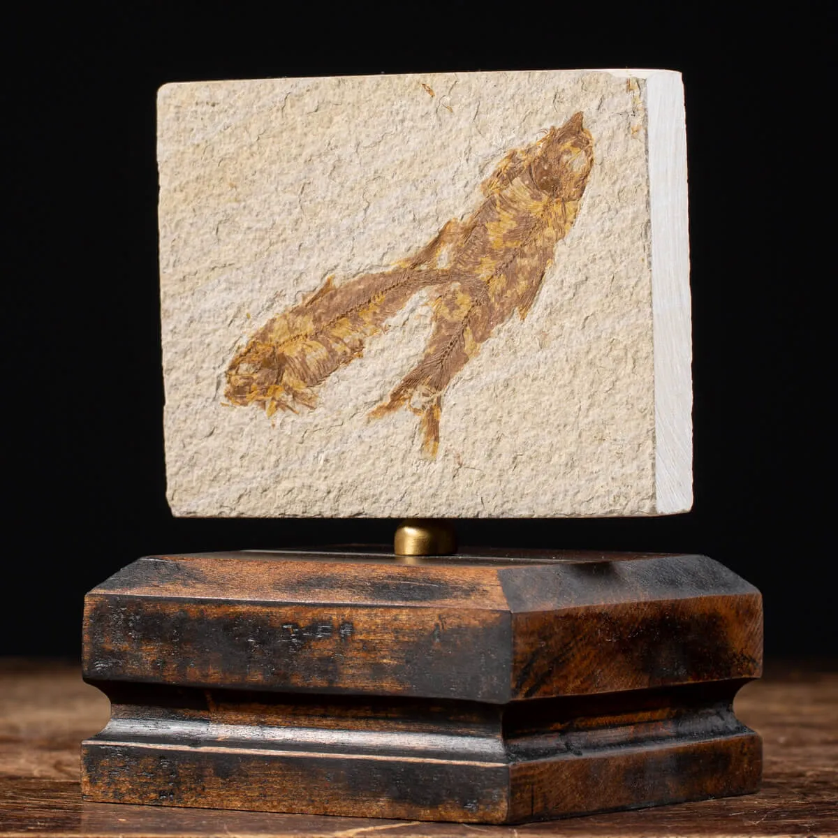 Knightia Fossile su base