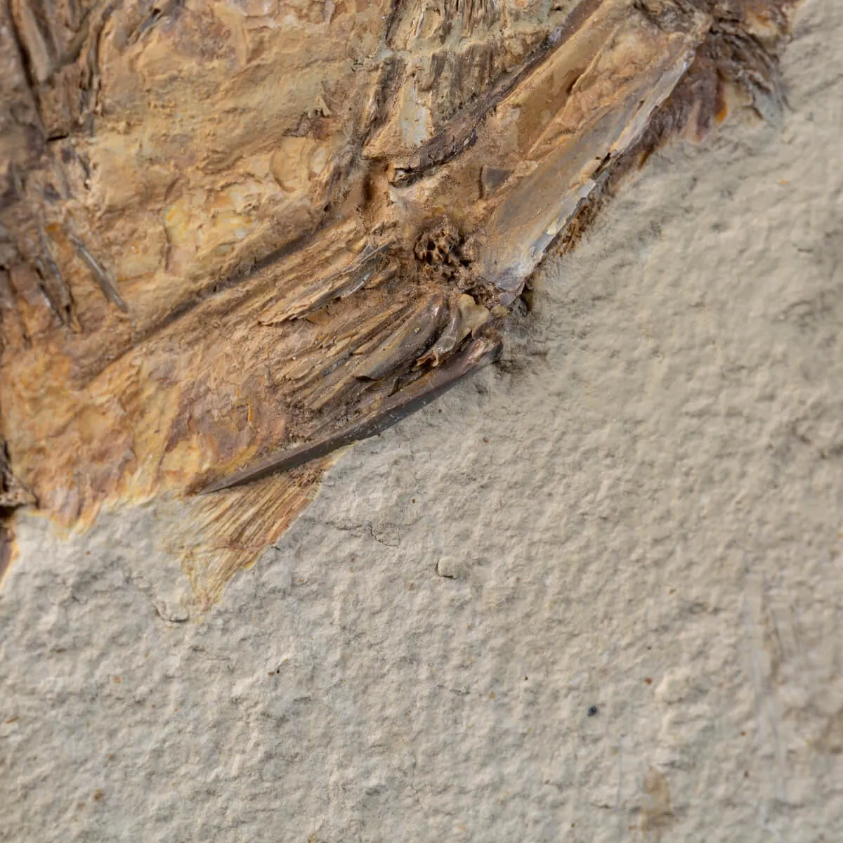 Priscarara Fossile su lastra