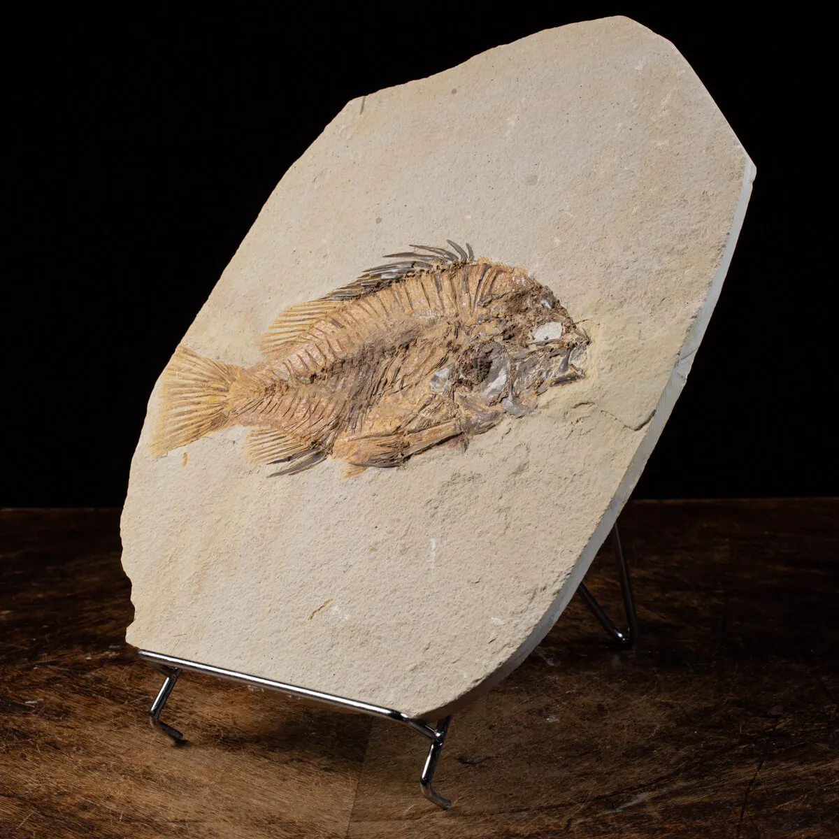 Priscarara Fossile su lastra