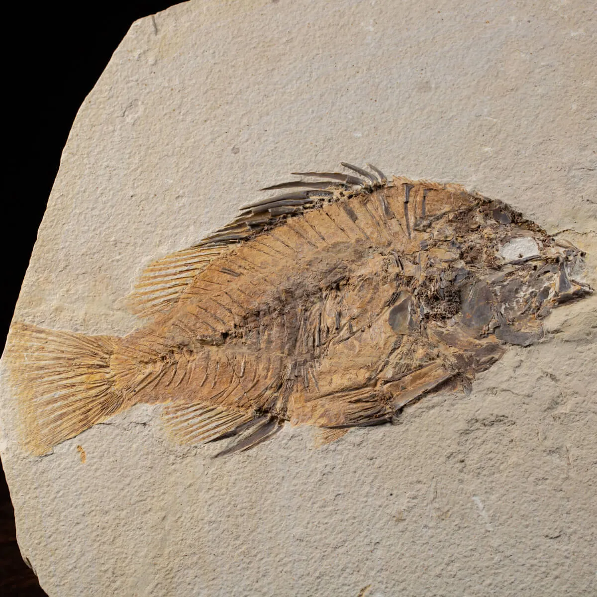 Priscarara Fossile su lastra