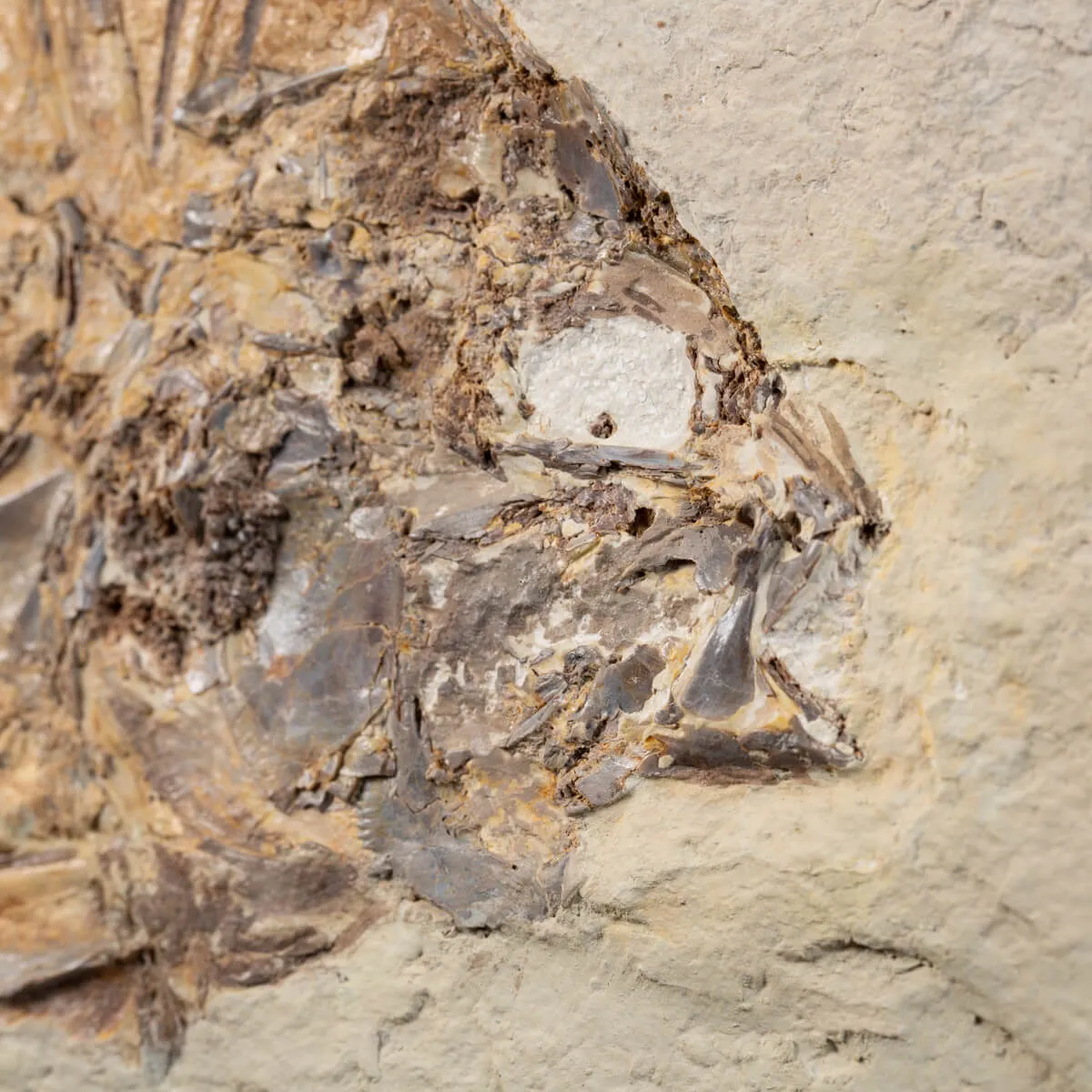Priscarara Fossile su lastra