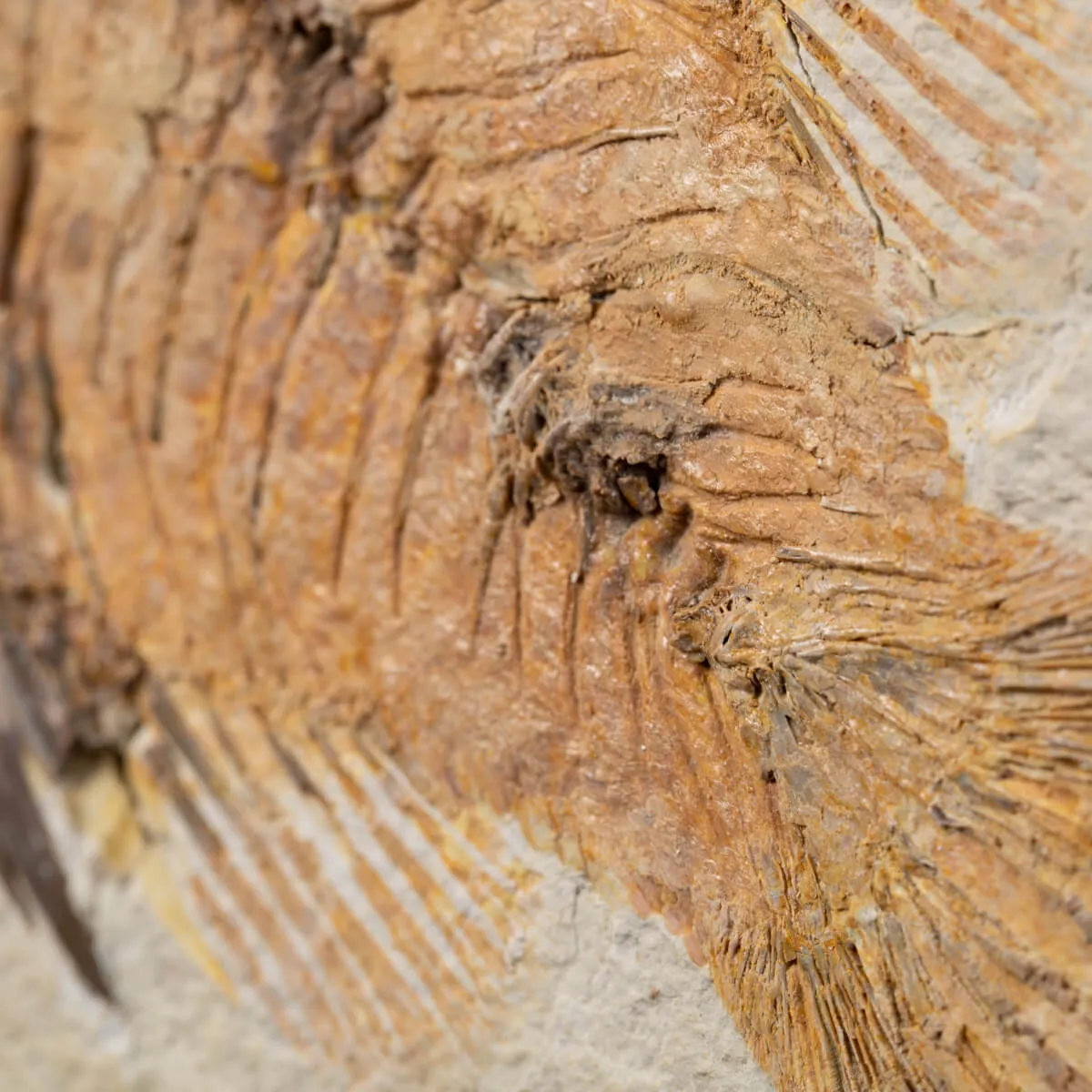 Priscarara Fossile su lastra