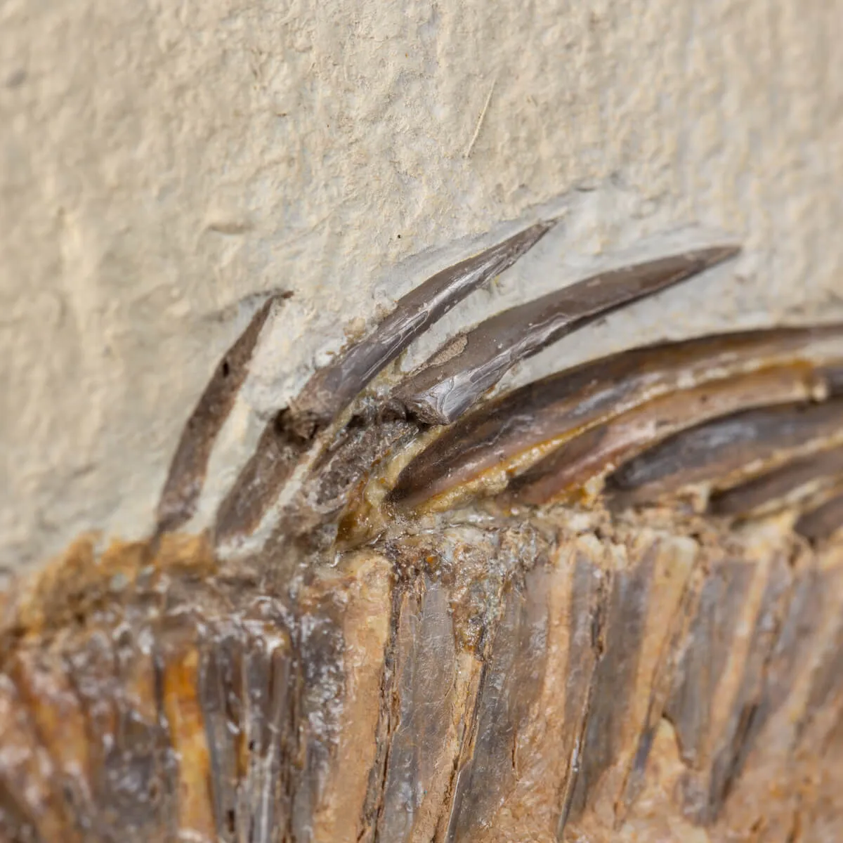 Priscarara Fossile su lastra