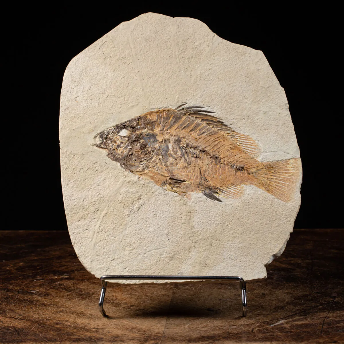 Priscarara Fossile su lastra