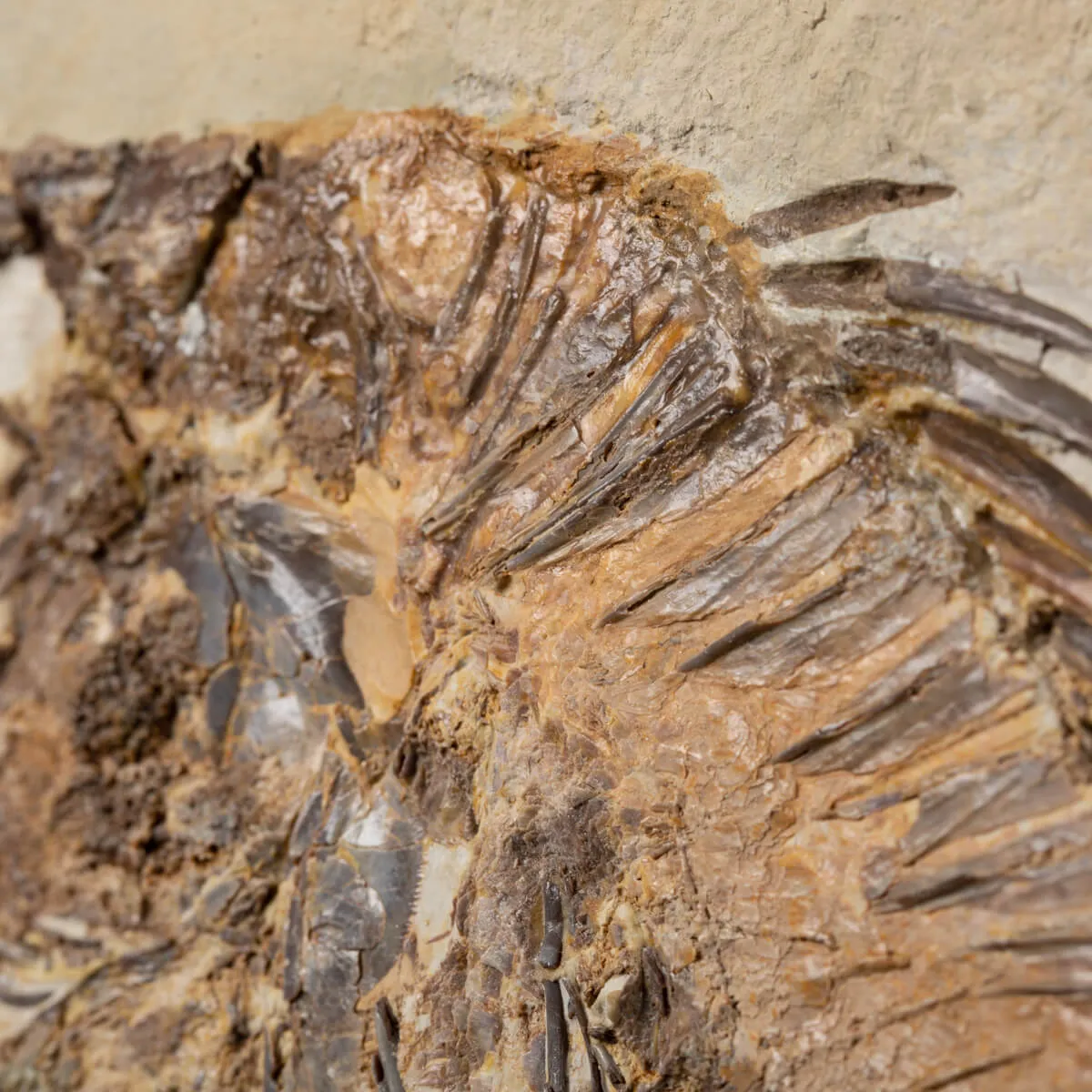 Priscarara Fossile su lastra
