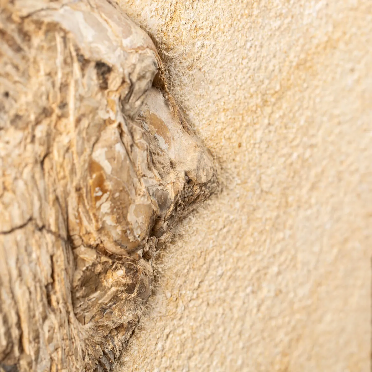 Proscinetes Fossile su base