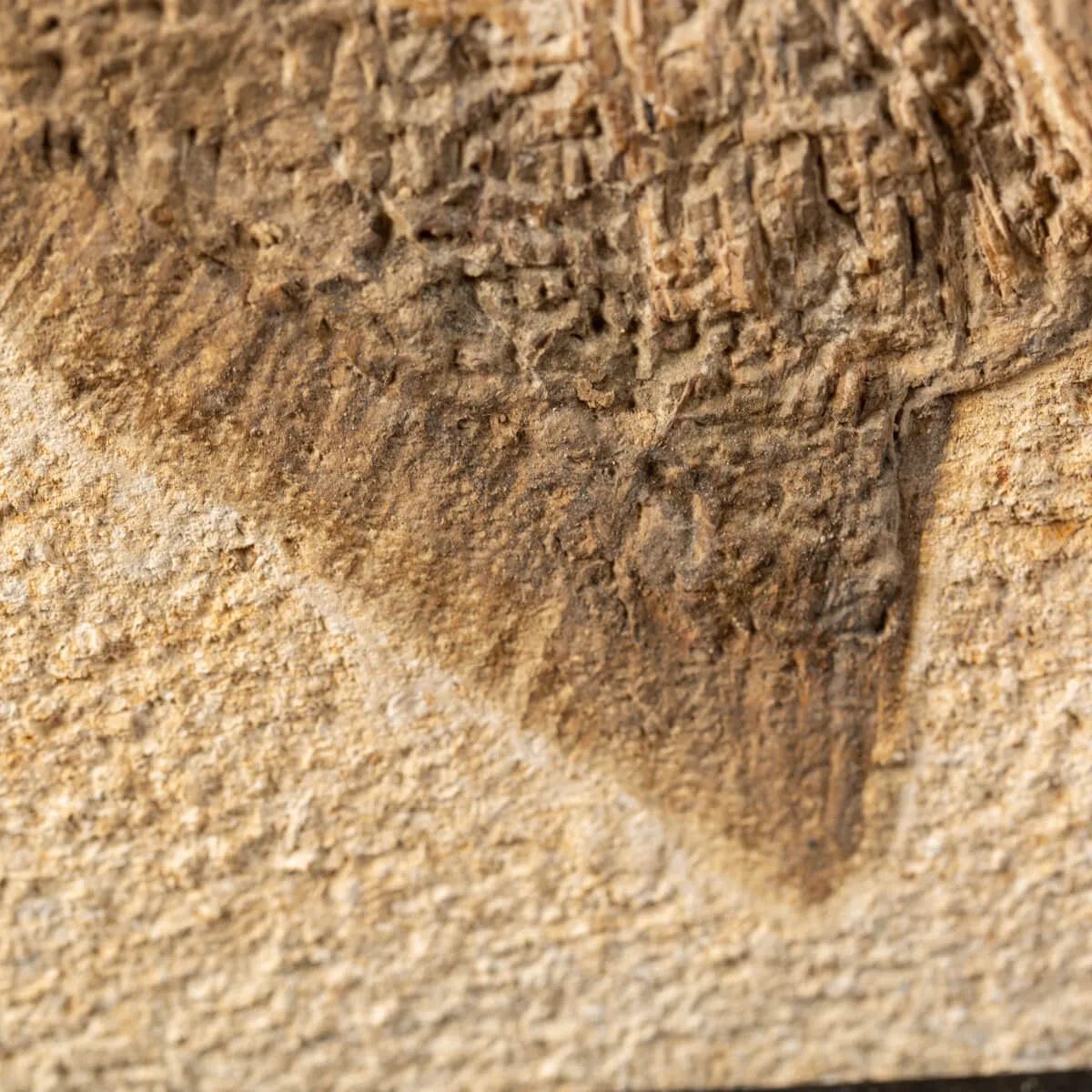 Proscinetes Fossile su base