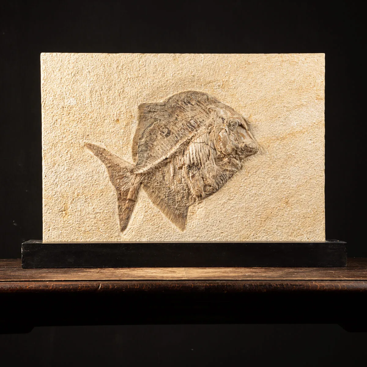 Proscinetes Fossile su base