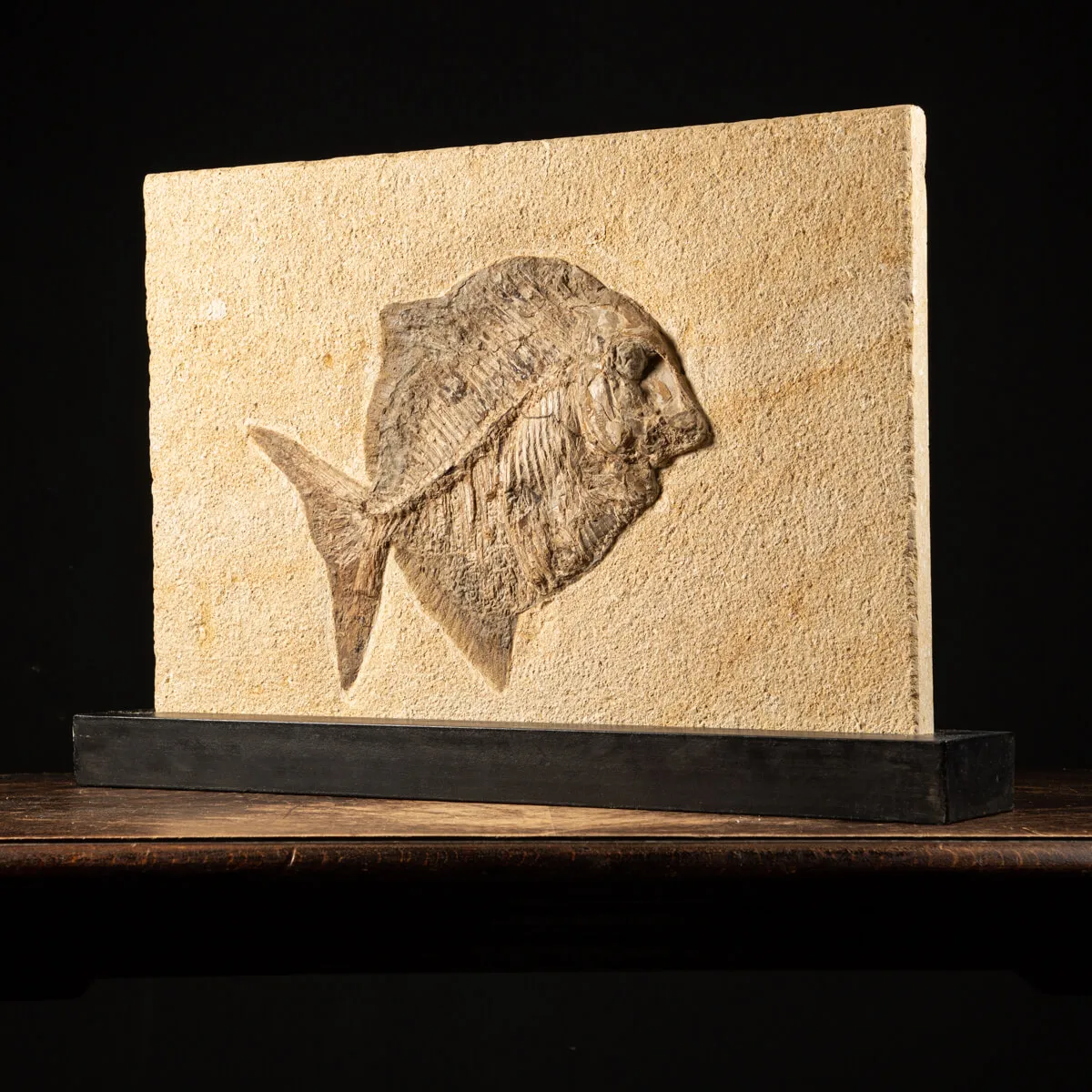 Proscinetes Fossile su base