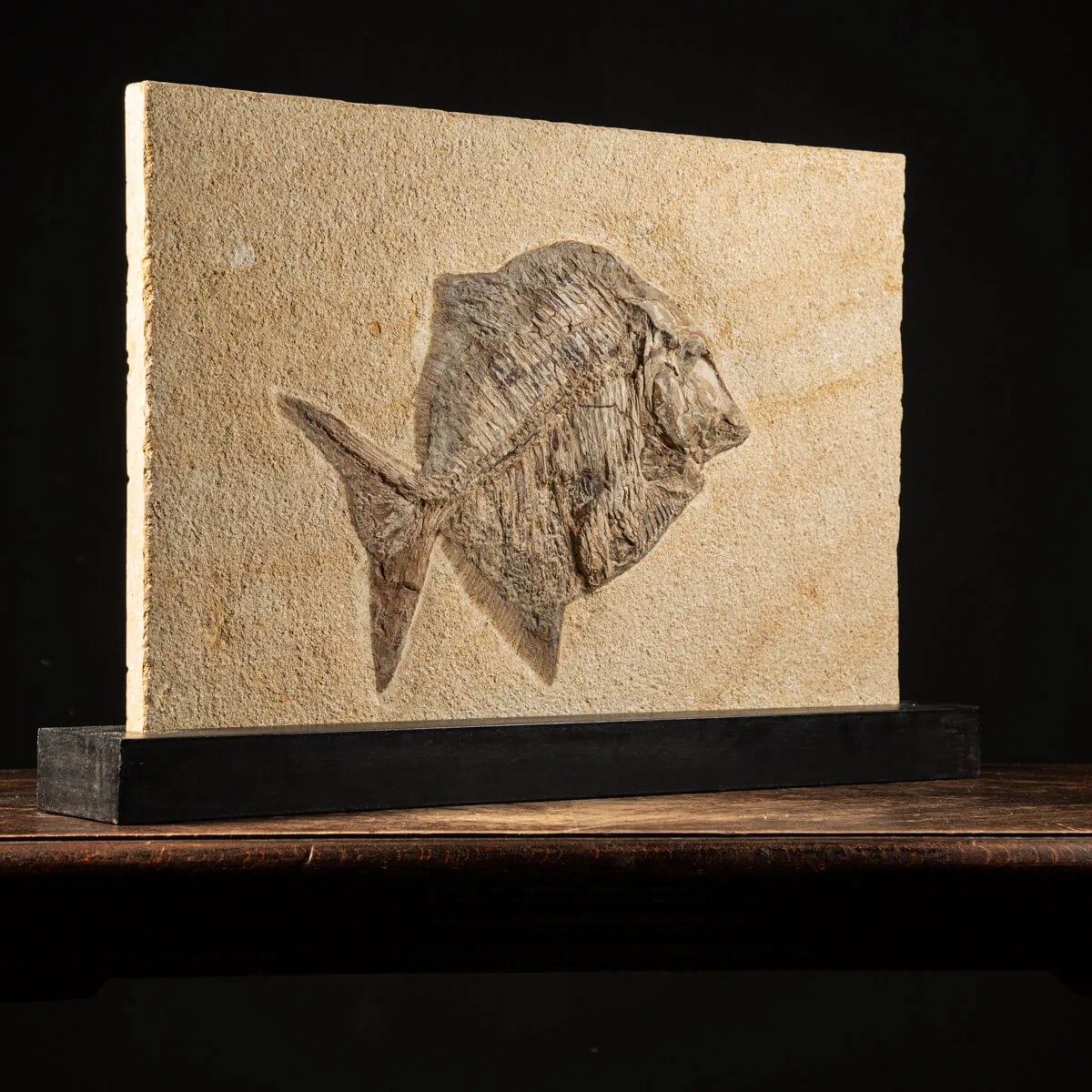 Proscinetes Fossile su base