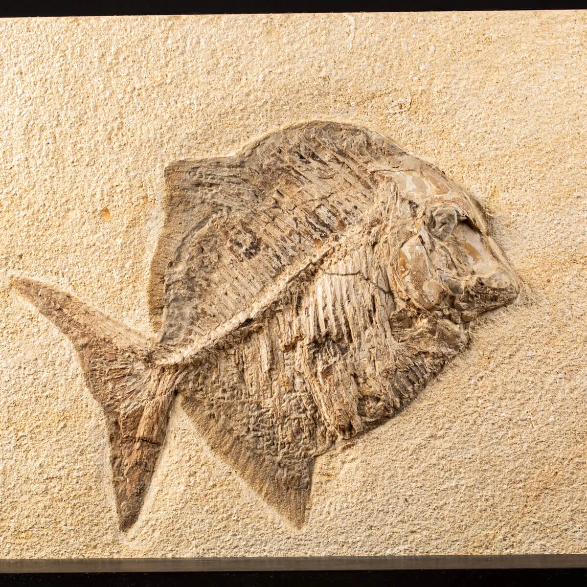 Proscinetes Fossile su base