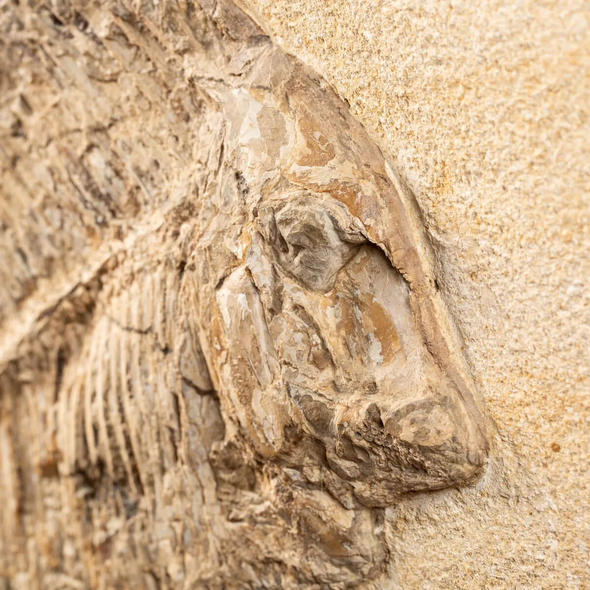 Proscinetes Fossile su base